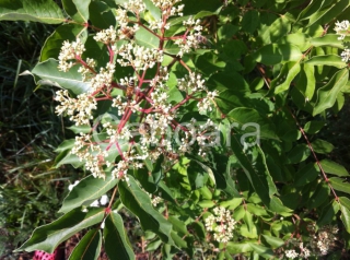 L’albero del miele pubblicato su mensile “Bienen Aktuell” luglio e agosto 2012
